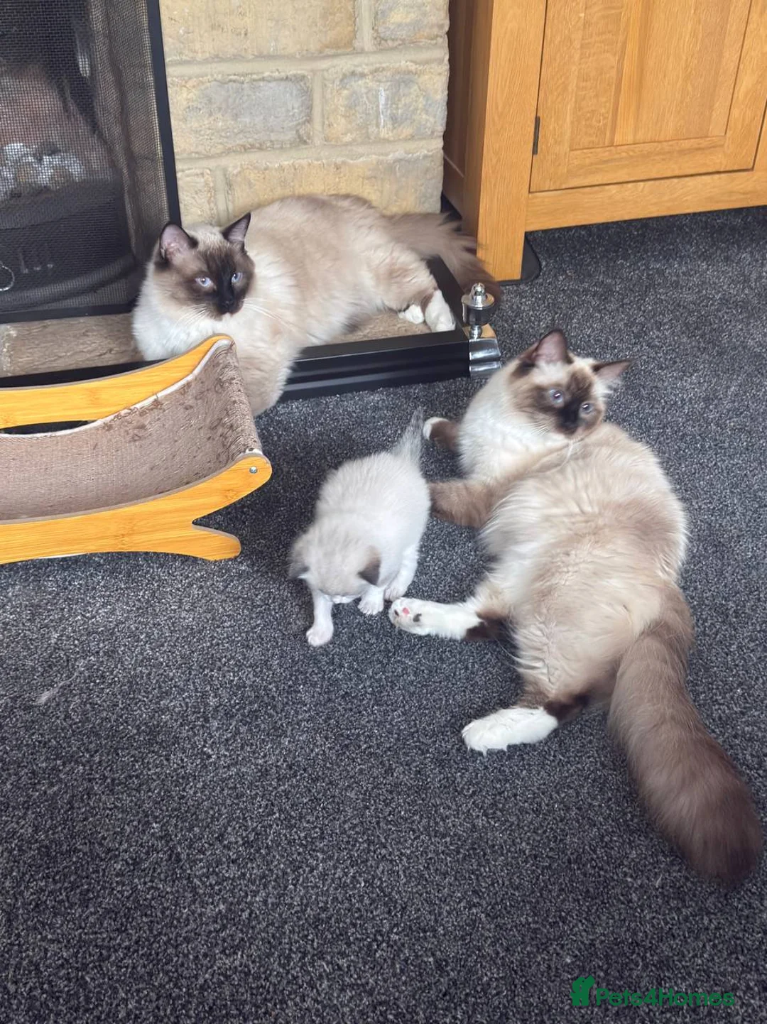 Ragdoll cats for sale: Male Mitted Seal Point Ragdoll Kitten in Bicester - Advert 1