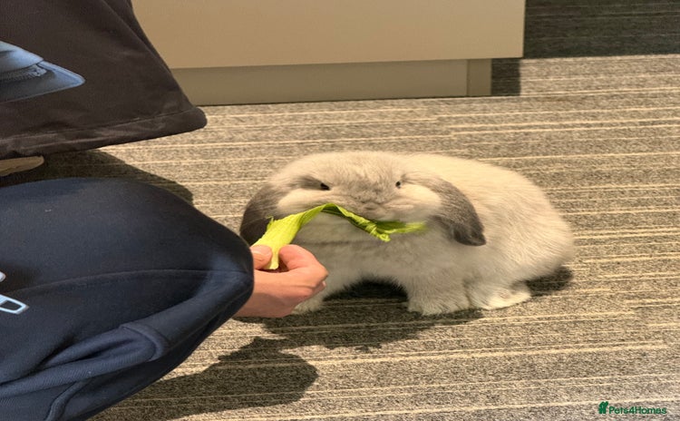 English Lop rabbits - Advert 15
