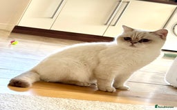 British Shorthair cats for sale: Princess needs a new home - Image 1