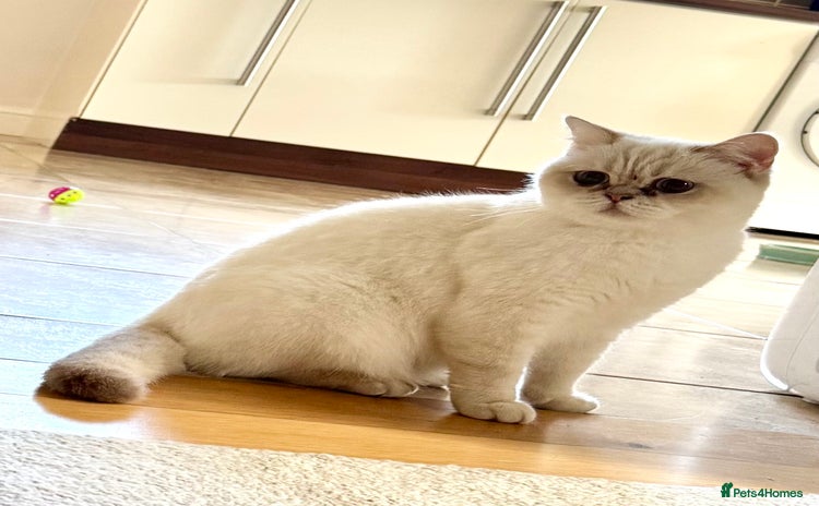 British Shorthair cats - Advert 13