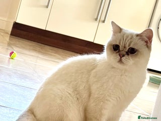 British Shorthair cats Princess needs a new home - Advert 14