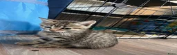 Domestic Shorthair cats for sale: Tabby kittens - Advert 8
