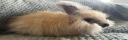 Angora rabbits for sale: Full Faced English Angoras - Advert 4