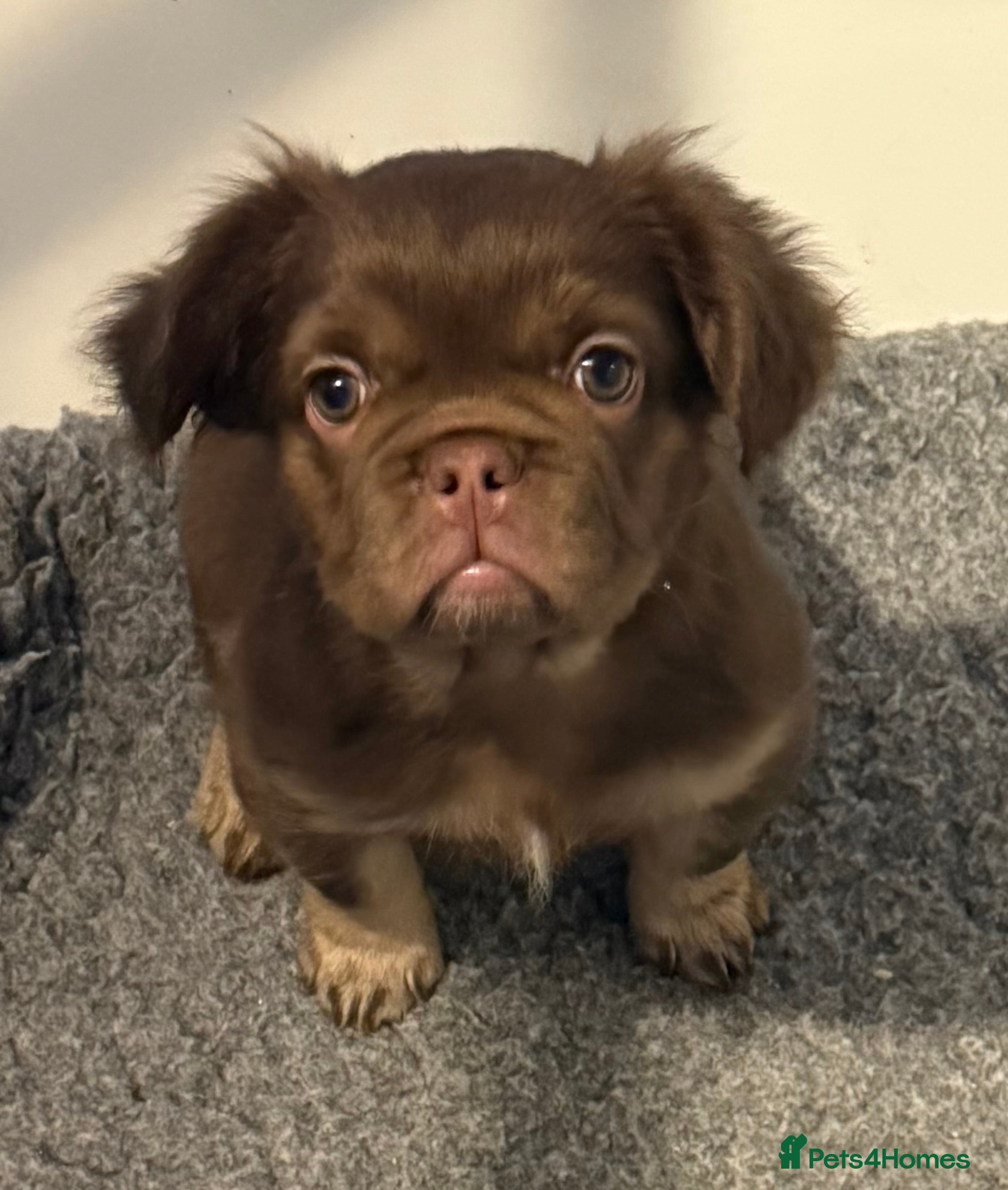 French Bulldog dogs Last girl left ready to leave  - Advert 3