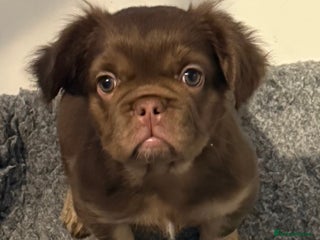 French Bulldog dogs Last girl left ready to leave - Advert 3