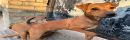 Mixed Breed dogs for sale: Jack Russell x Plummer puppies for sale - Advert 7