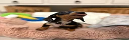 Miniature Dachshund dogs for sale: The Ultimate Miniature Dachshunds in Exmouth - Advert 2