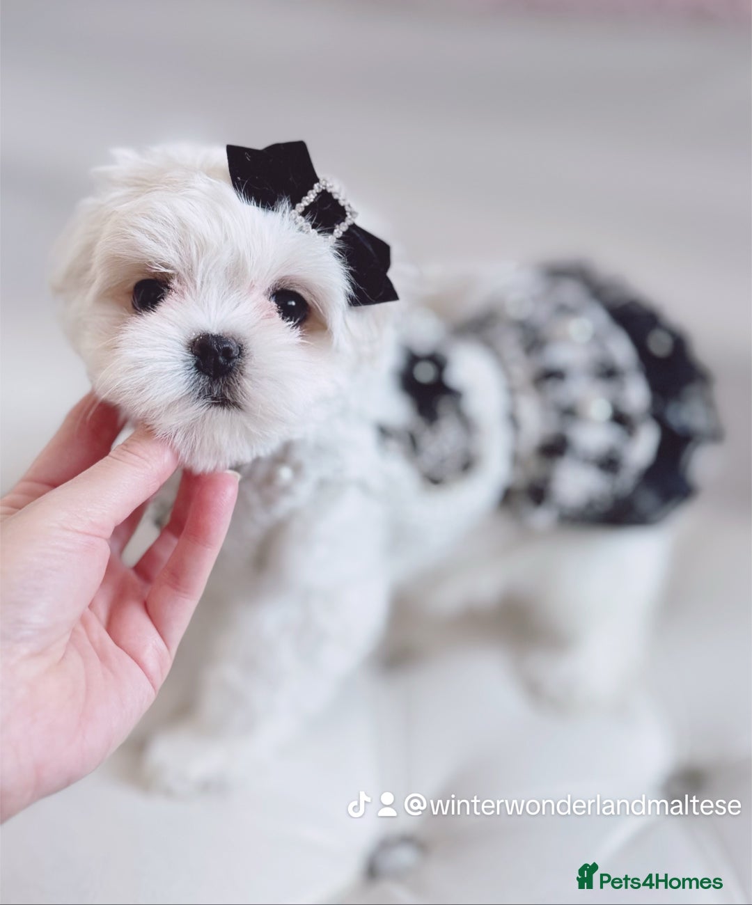Maltese dogs for sale: 🩷Exclusive 🧬 DNA Tested 🧬 Full Korean Maltese🩵 - Advert 22