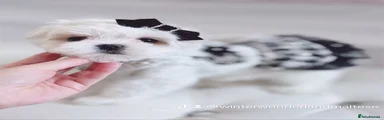 Maltese Puppy 1