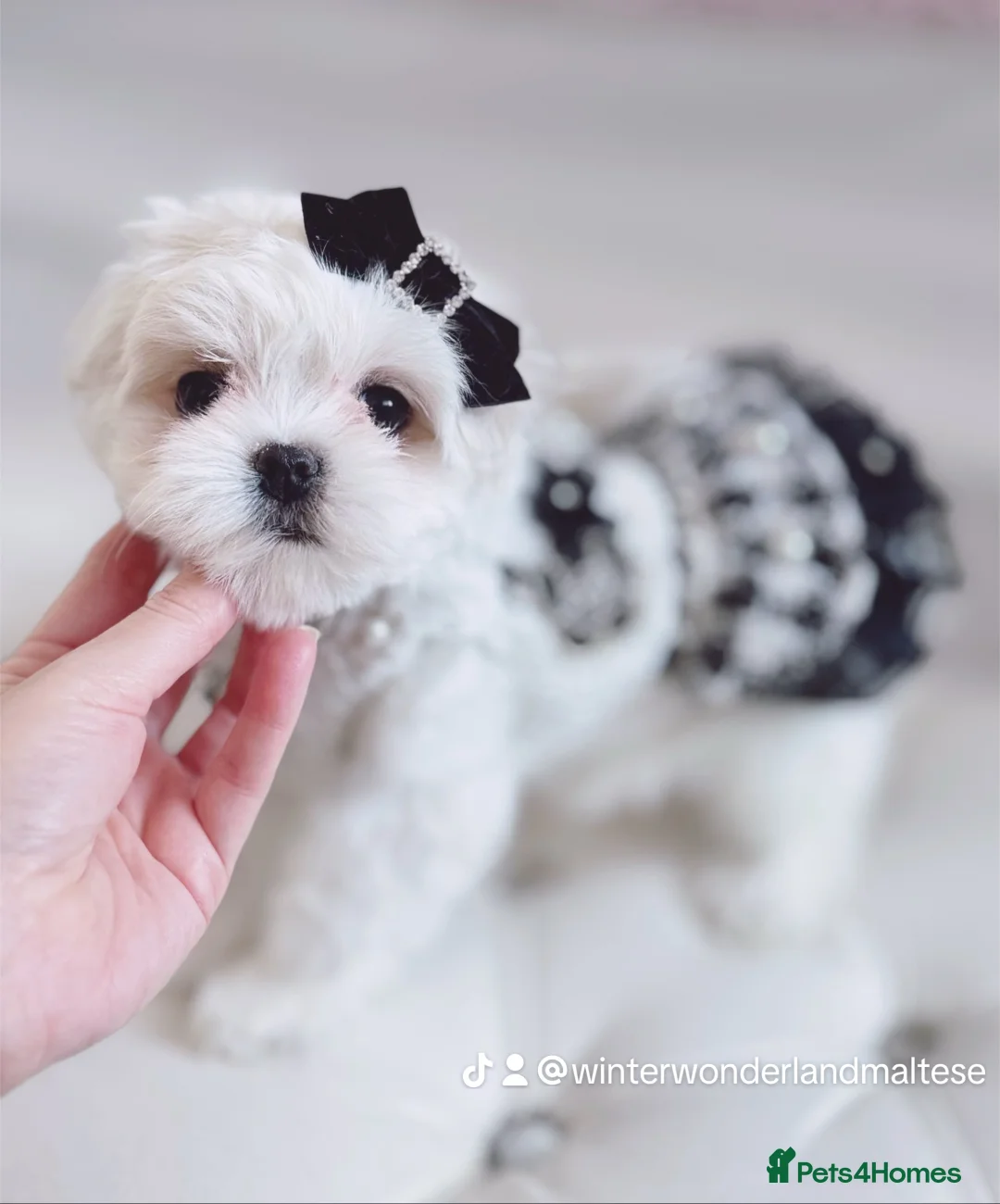 Maltese dogs for sale: 🩵Full Korean Line Maltese Boy🩵 - Advert 19