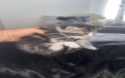 Mixed Breed cats for sale: 5 x Beautiful Bengal Mixed Kittens for Sale  - Image 2