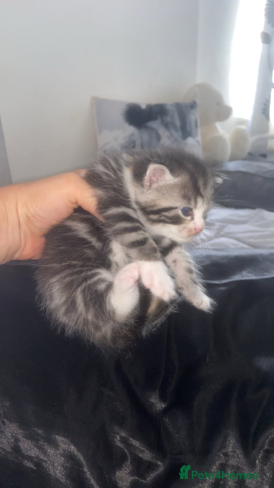 Mixed Breed cats for sale: 5 x Beautiful Bengal Mixed Kittens for Sale  - Image 2