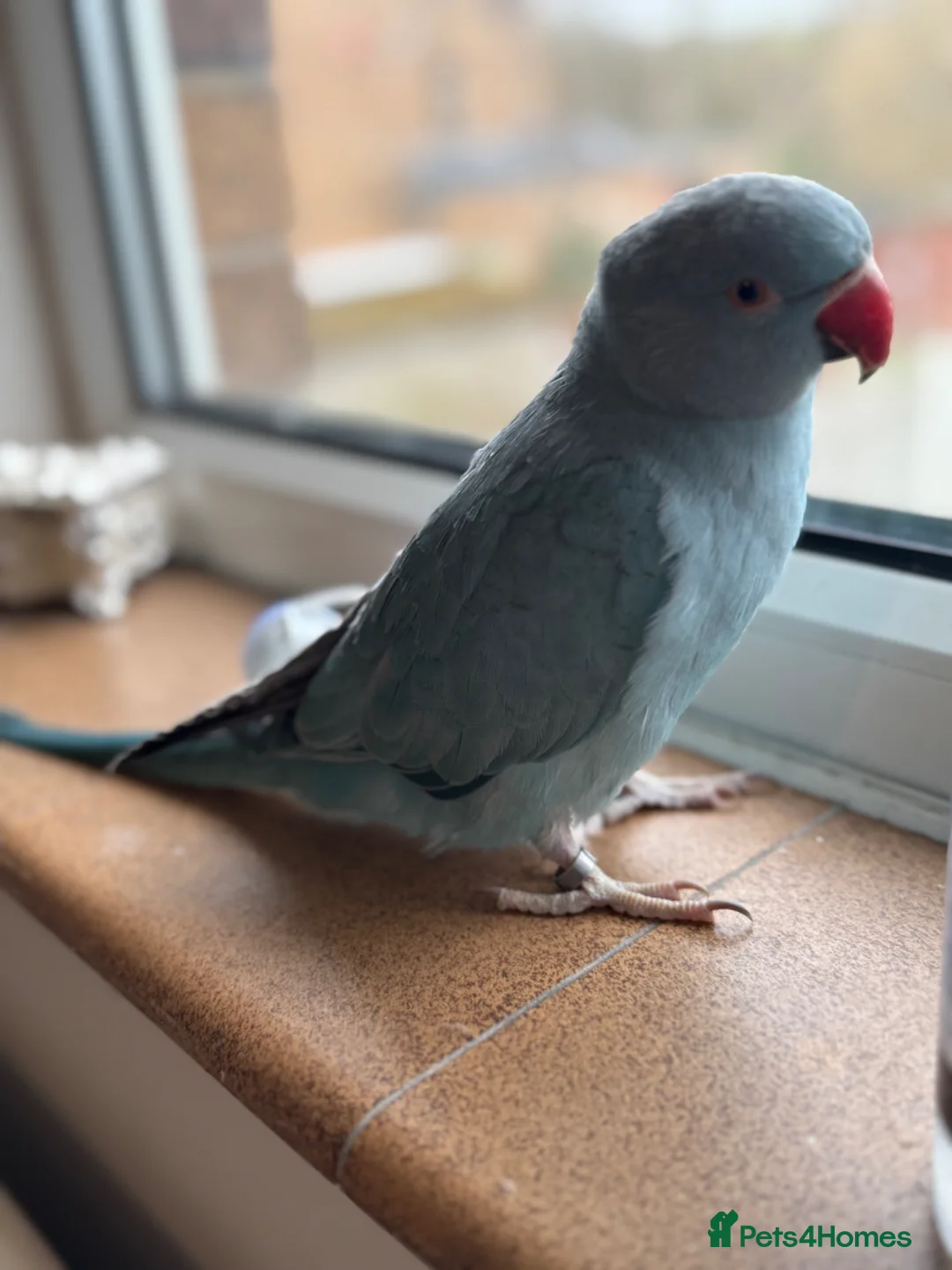 Ringnecks birds for sale: Hand reared  Ringneck baby. Blue, comes with cage - Advert 5