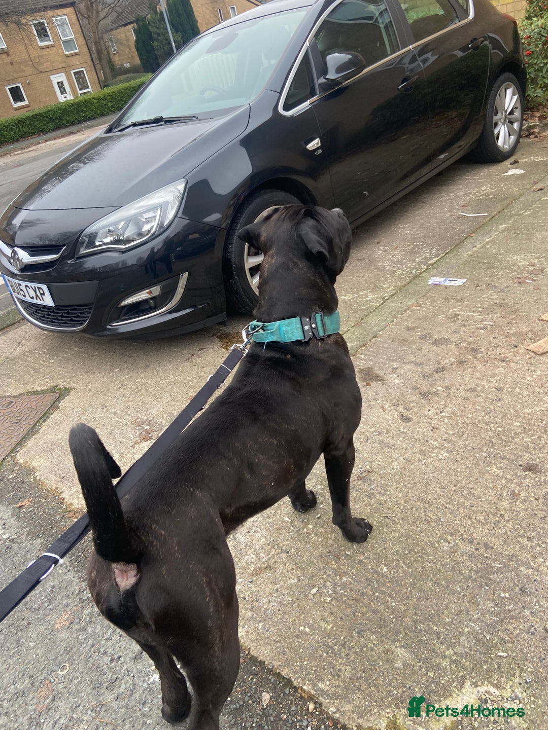 Cane Corso dogs for stud: Zeus  - Advert 3