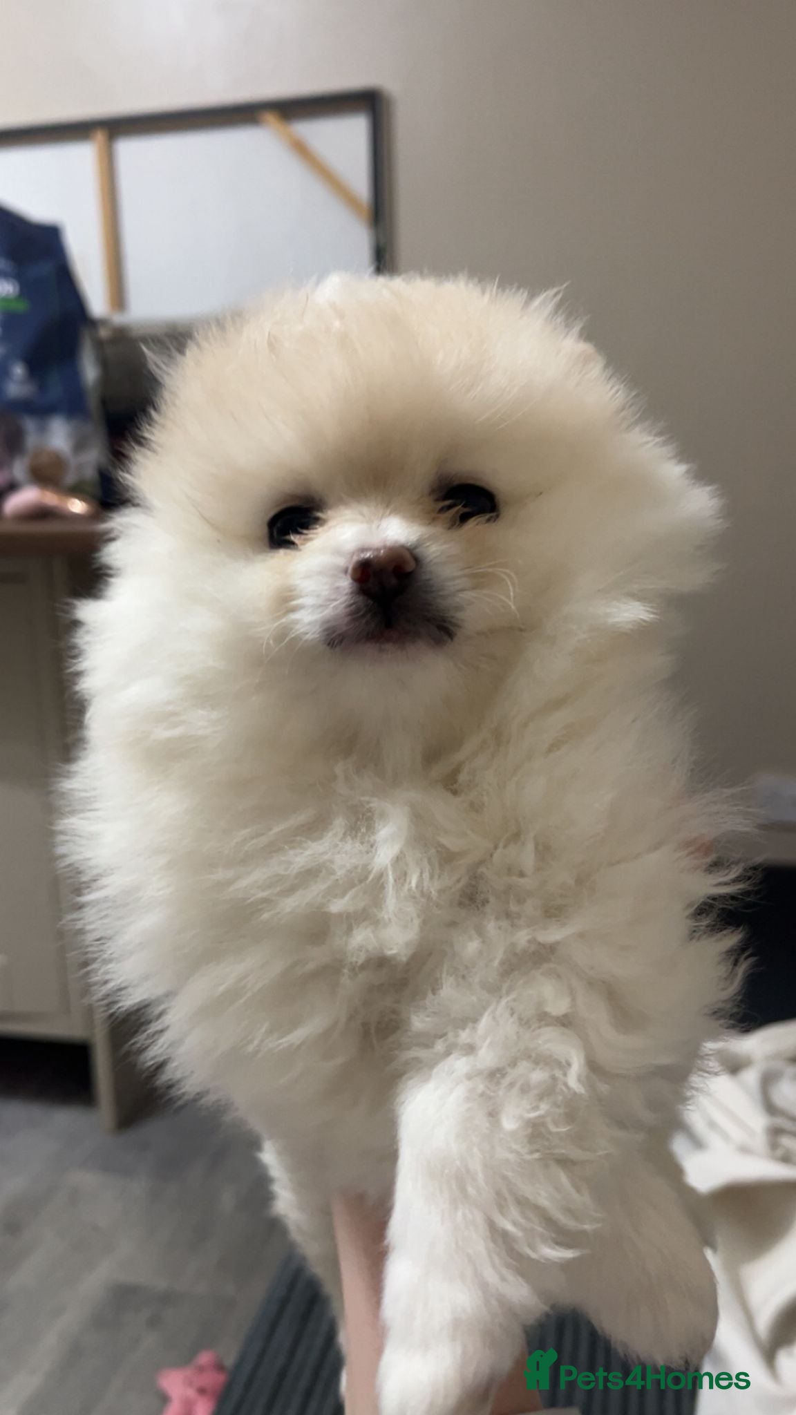 Pomeranian dogs 1 beautiful pomeranian girl left. - Advert 15