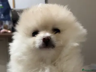 Pomeranian dogs 1 beautiful pomeranian girl left. - Advert 15