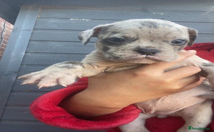 Olde English Bulldogge dogs - Advert 1