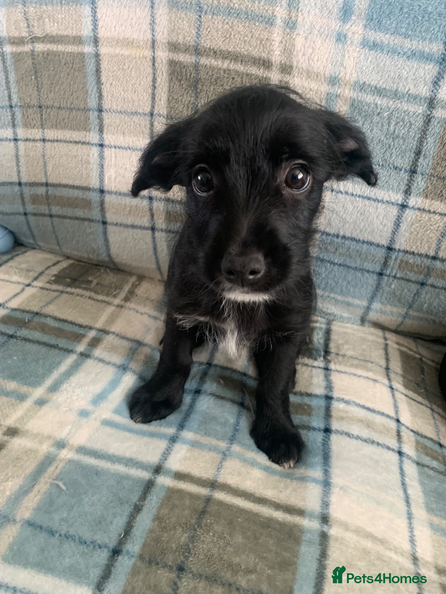 Mixed Breed dogs Whipoodle  - Advert 11