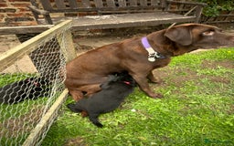 Labradoodle dogs for sale: Ready to go! Fantastic F1 Labradoodles (black) - Image 33
