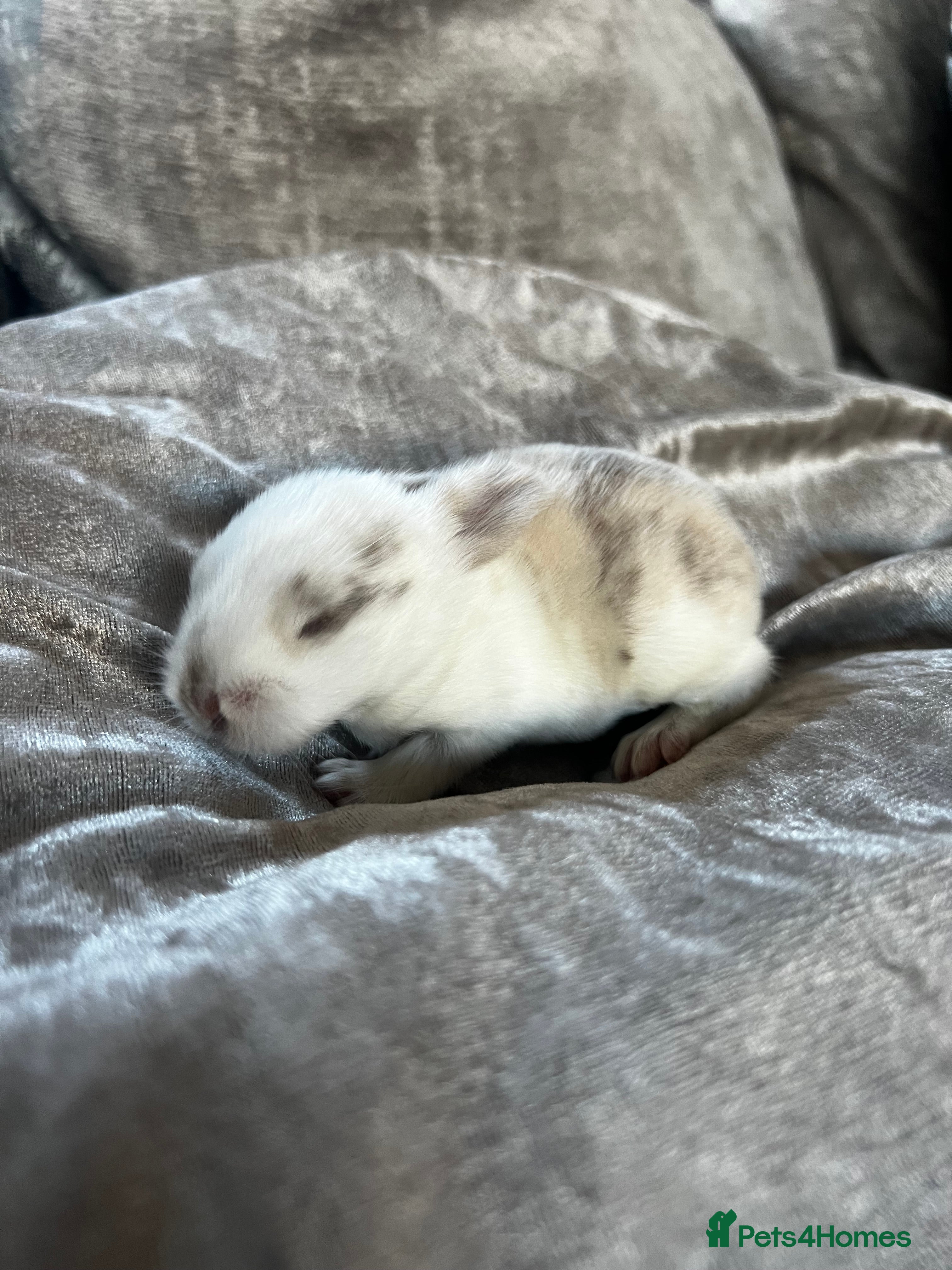 English rabbits Baby rabbits  - Advert 2