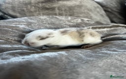 English rabbits for sale: Baby rabbits  - Image 1
