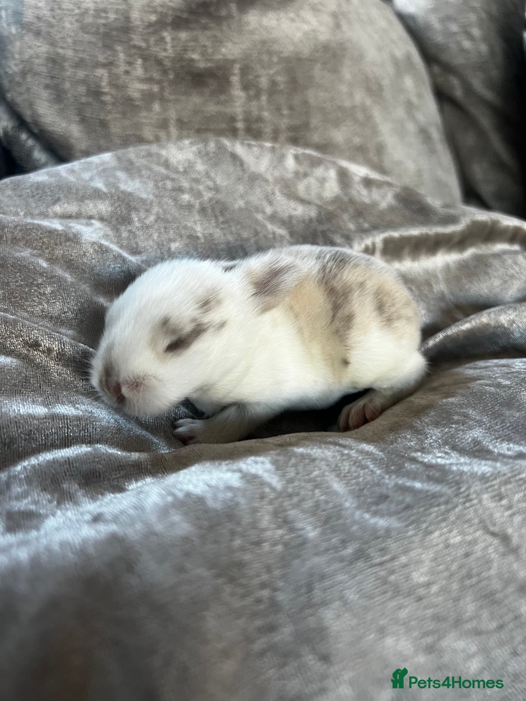 English rabbits for sale: Baby rabbits  - Image 1