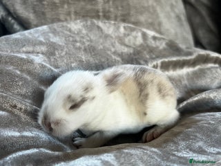 English rabbits - Advert 1