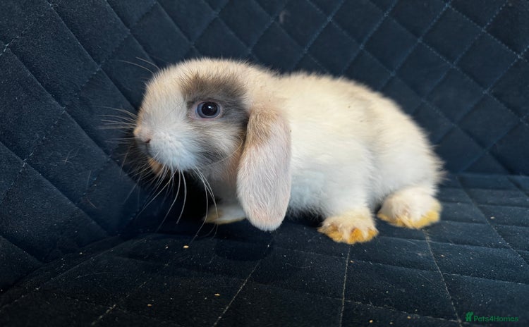 Mini Lop rabbits - Advert 12