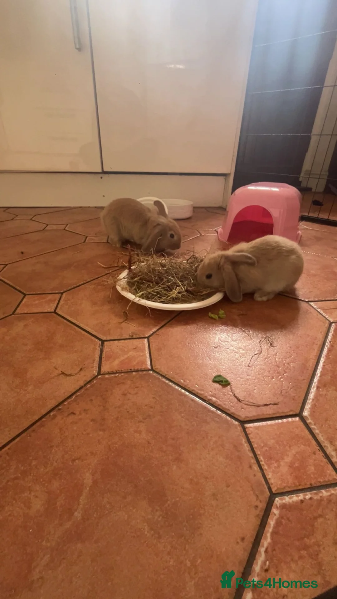 Mixed Breed rabbits for sale: femal rabbits  - Advert 3