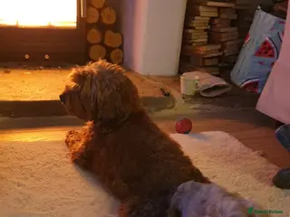 Cockapoo dogs Male cockapoo puppy - Advert 1