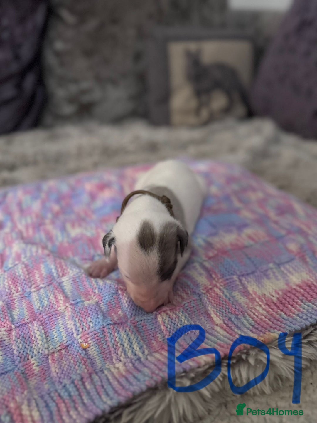 Whippet dogs for sale: Whippet pups  - Advert 11