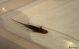 Axolotl reptiles for sale: Axolotl - Image 9