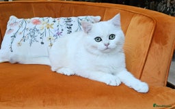 Scottish Fold cats for sale: Excellent Scottish straight kittens  - Image 16