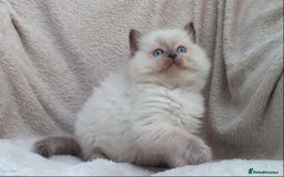 Ragdoll cats for sale: GCCF PET/ACTIVE KITTENS CHAMPION IMP BLOODLINES - Image 31
