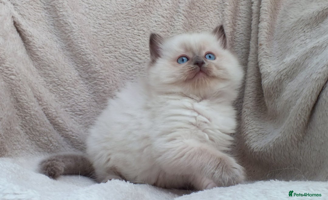 Ragdoll cats for sale: GCCF PET/ACTIVE KITTENS CHAMPION IMP BLOODLINES - Image 31