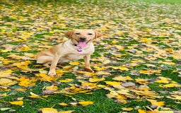 Labradoodle dogs for sale: 2 year old Labrador  - Image 4