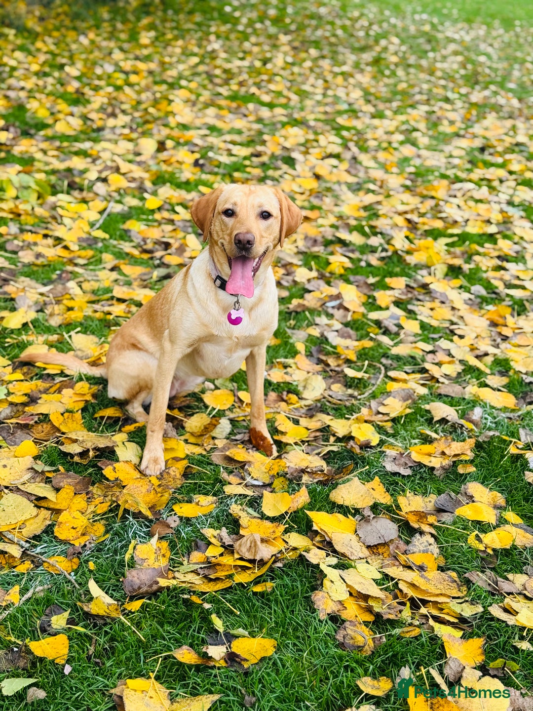 Labradoodle dogs for sale: 2 year old Labrador  - Image 4