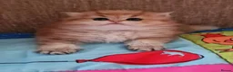 British Longhair cats for sale: 💖 Golden British Medium/Longhair Girl 💖 - Advert 7