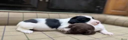English Springer Spaniel dogs for sale: Stunning Springer Spaniels - Advert 6