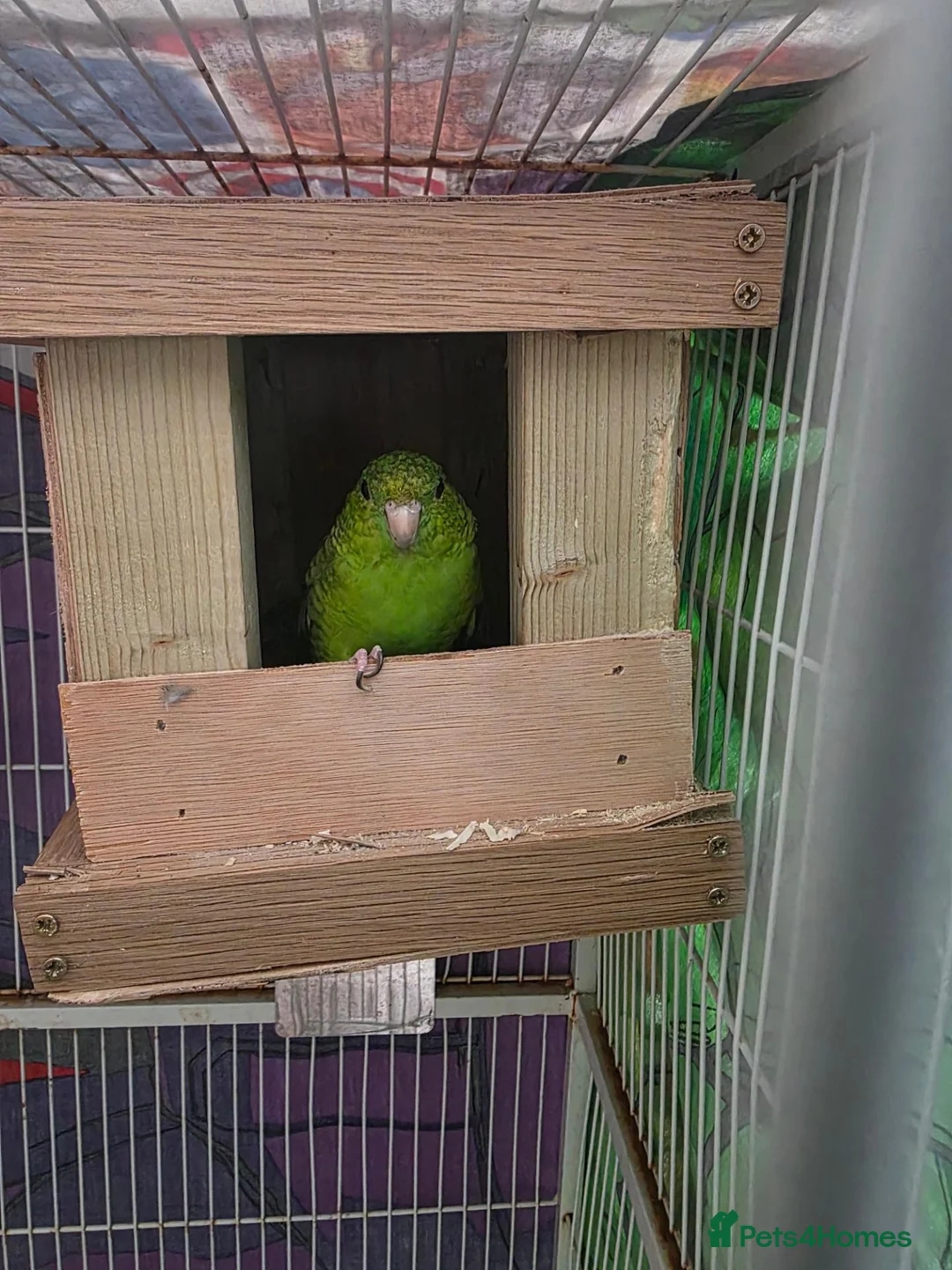 Parakeets birds for sale: Linolated parakeet pair - Advert 1