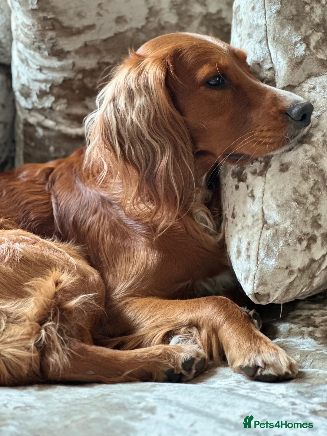 Cocker Spaniel dogs for stud: K.C Deep Red Working Cocker Proven Stud in Cramlington - Advert 14