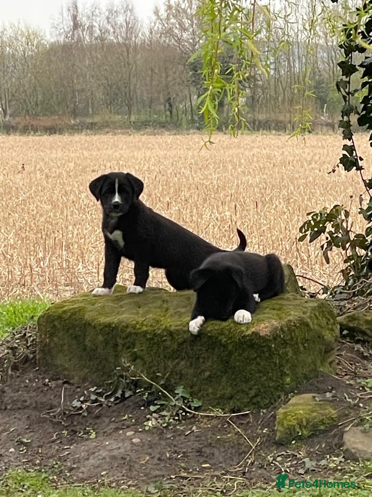 Mixed Breed dogs 1 left! stunning Teddy Tanks.   - Advert 2