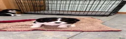 Cavalier King Charles Spaniel dogs for sale: KC Reg cavalier King Charles  - Advert 10