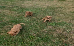 Cavapoo dogs for sale: Ready now Extensively tested f1 cavapoo puppies - Image 9