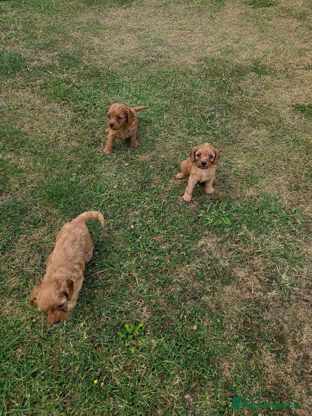 Cavapoo dogs for sale: Ready now Extensively tested f1 cavapoo puppies - Image 9