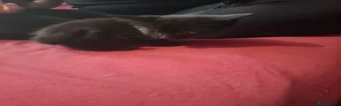 Black kitten