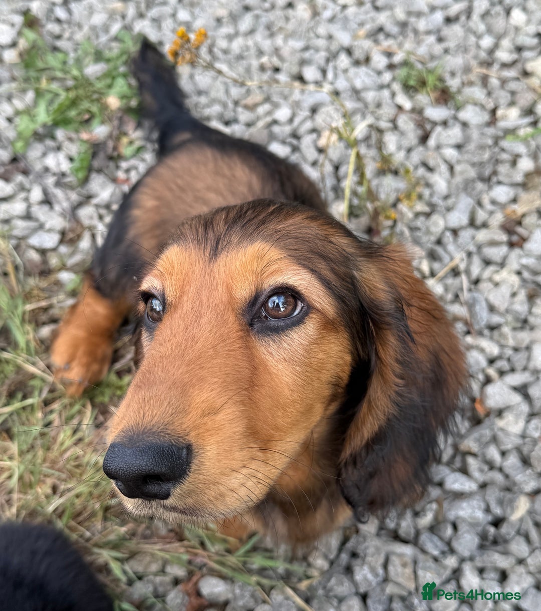 Dachshund dogs for sale: Long Coated Standard Dachshund, Crufts potential!  - Image 2