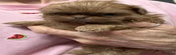 Shih Tzu dogs for sale: Imperial shihtzu puppies  - Advert 11
