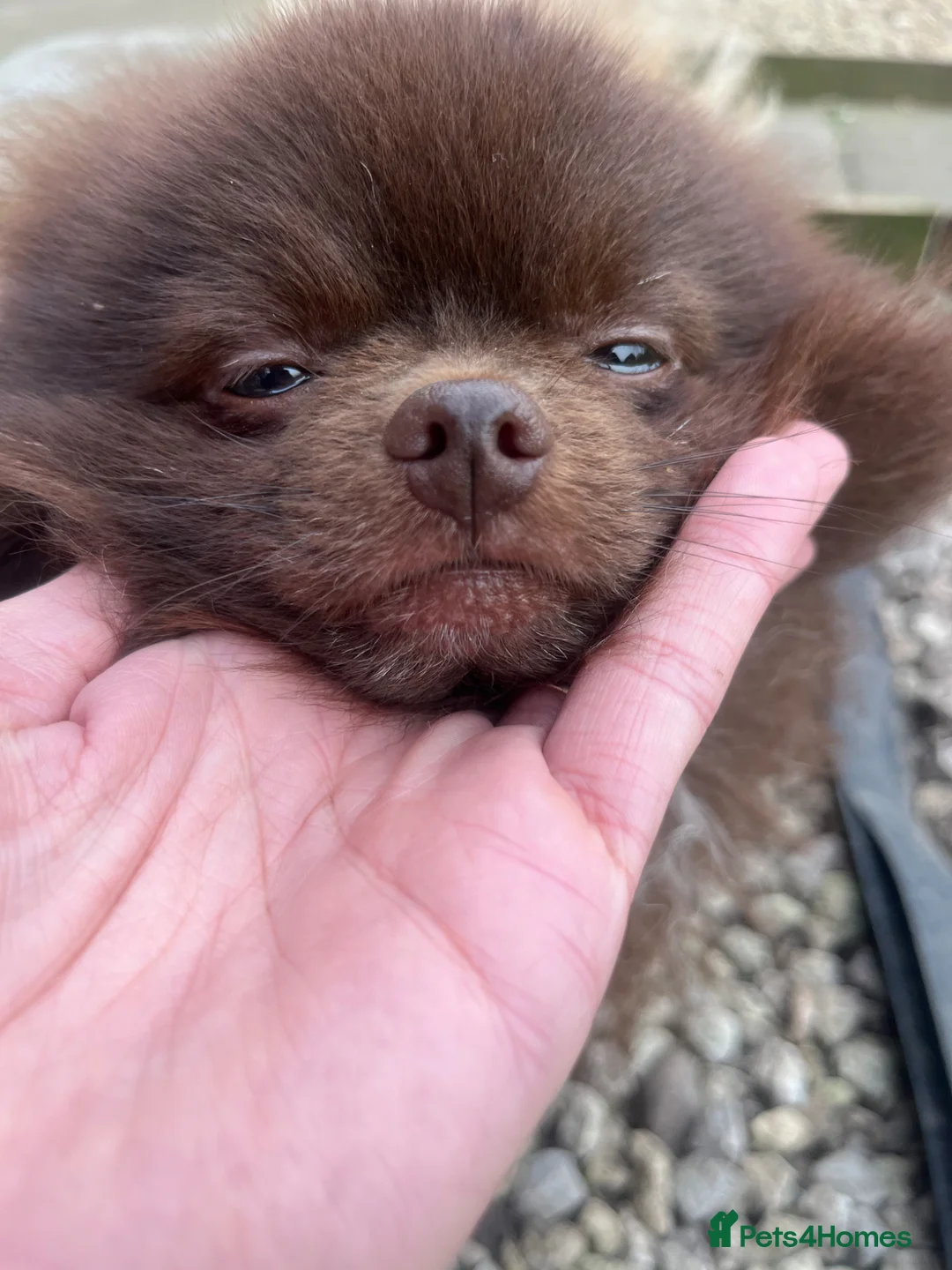 Pomeranian dogs for stud: Pomeranian for stud  in Pershore - Advert 2