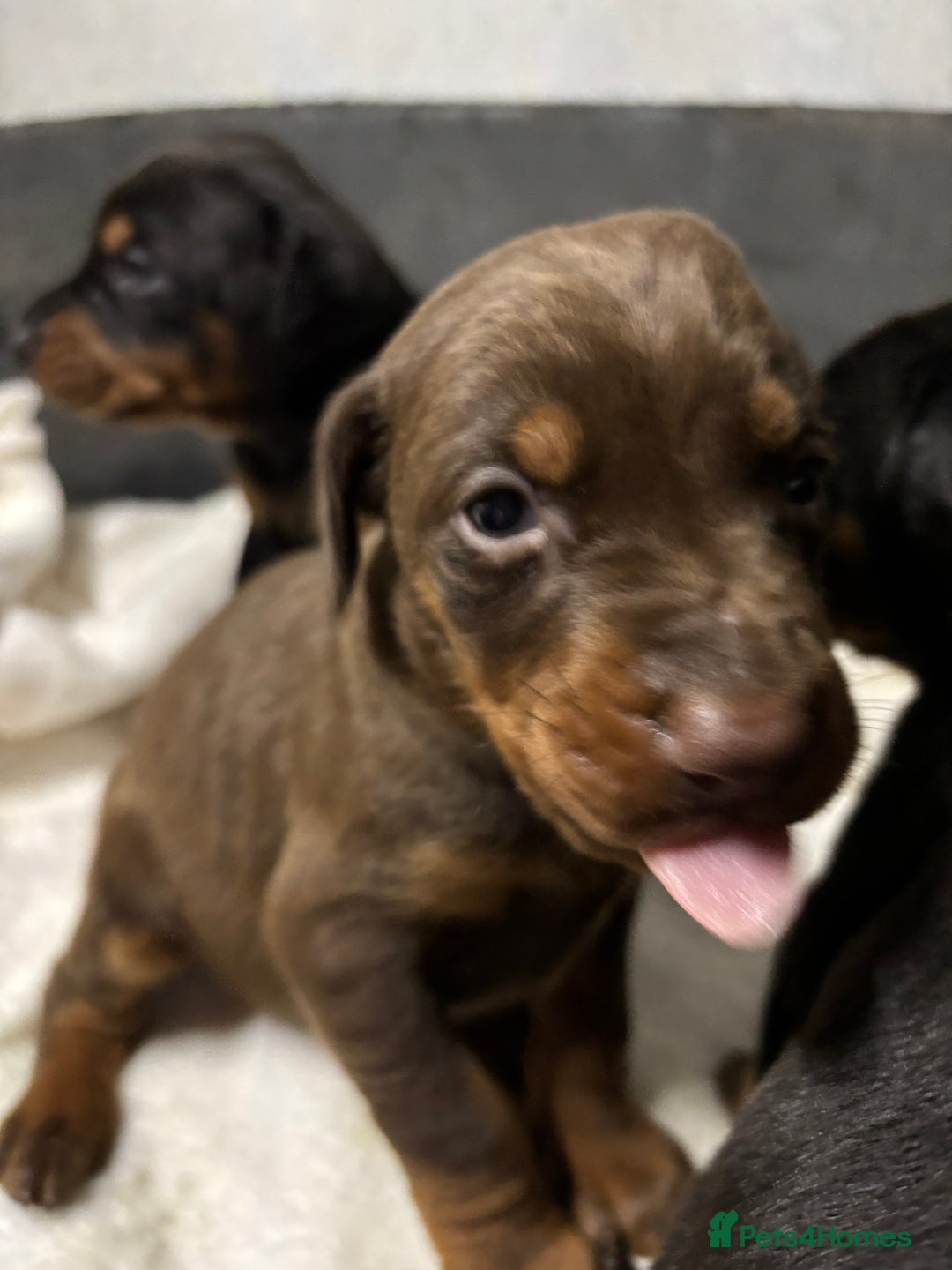 Dobermann dogs for sale: Stunning KC Dobermans champion bloodlines  - Advert 19